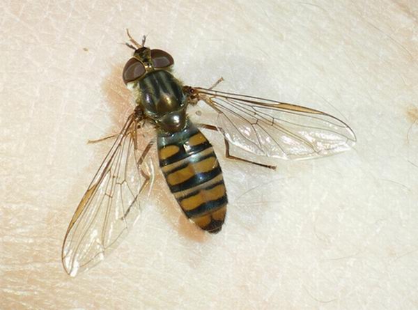 Episyrphus balteatus F (Syrphidae)